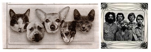 cats-and-dogs_with-gd