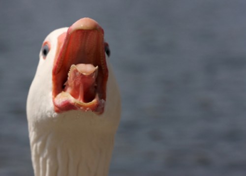 bite_tongue_bird