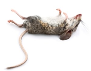 Dead Mouse with Feet to the Sky