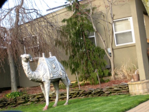 lawn_camel