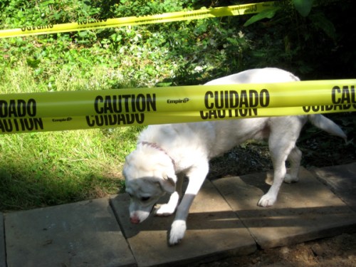 caution-dog