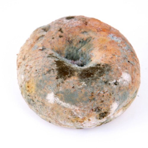 moldy-bagel