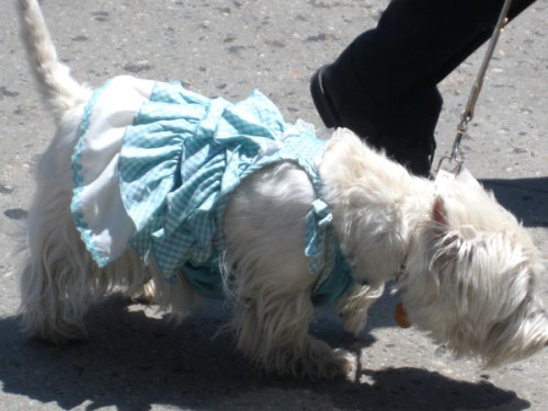 dog-in-sundress2