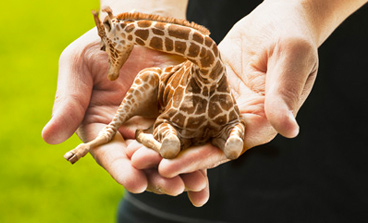 mini-giraffe-in-hands