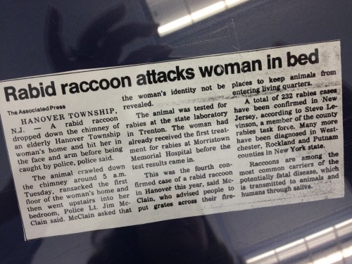 rabid racoon